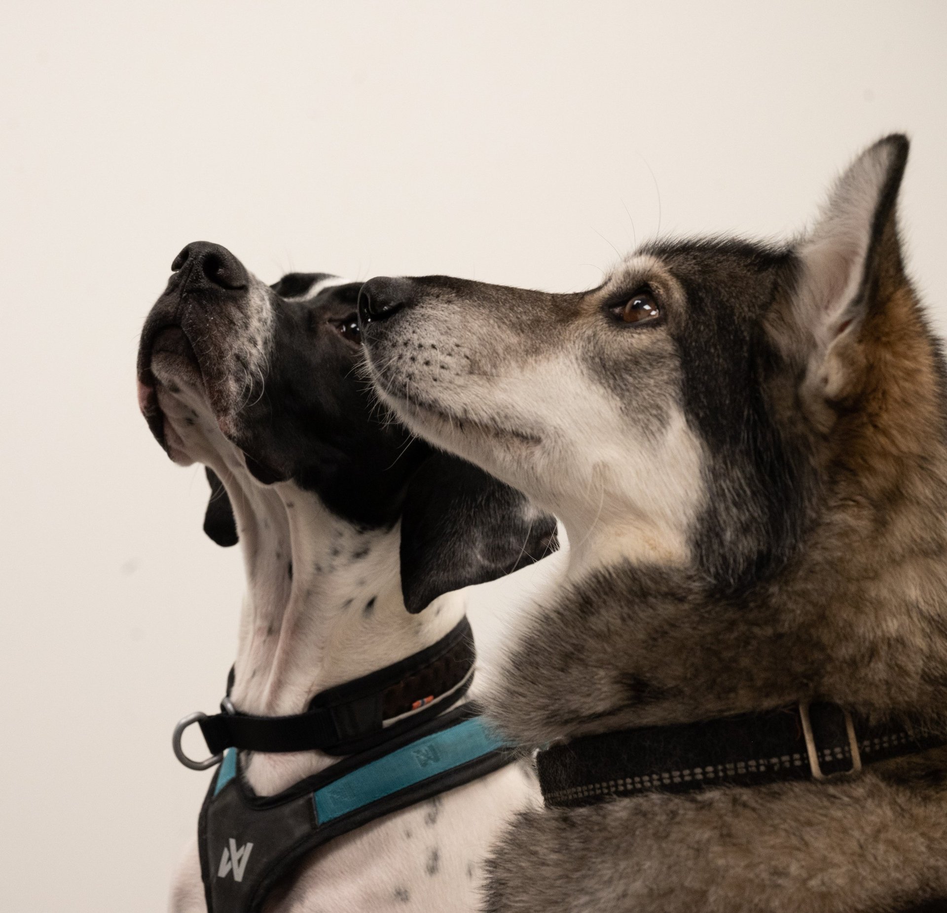 Small dog with black and white coat looking upward, wearing a blue and black harness